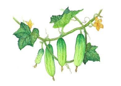 The vine of cucumbers