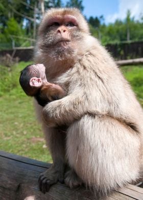 Female monkey with young