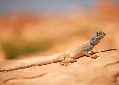 Sinai agama on a rock 