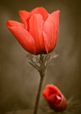 red poppy Anemone Israel