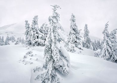 Winter mountains trees