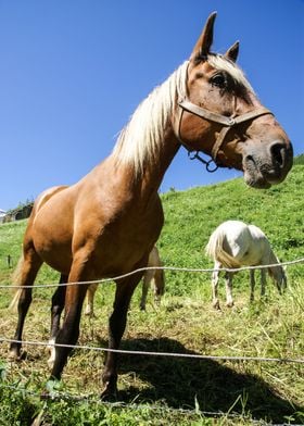 Close up of a horse