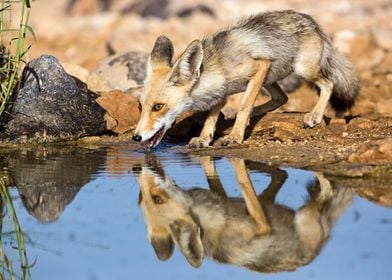 Red Fox Vulpes vulpes