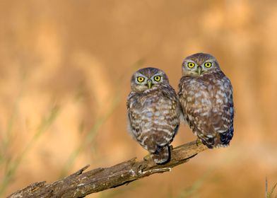 Little owl couple 