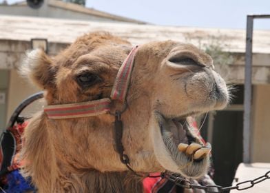 portrait of a camel