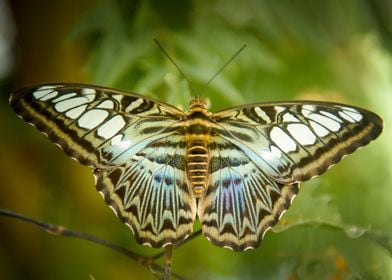 butterfly with spread wing