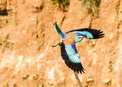 European roller flight 