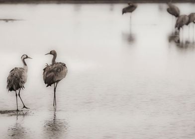 Israel Hula Valley cranes 