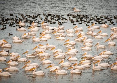 Great White Pelican flock