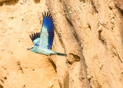 European roller flight 