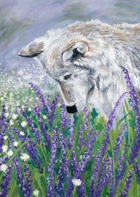 Lavender Wolf