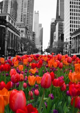 Tulips of Chicago
