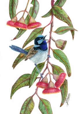 Superb Fairy Wren