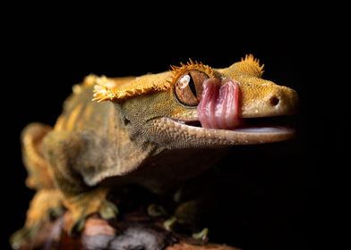 Hunger (Crested gecko)