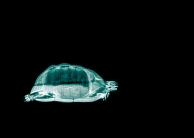 Spurthighed Tortoise x ray