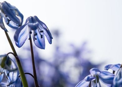 Flowers in purple