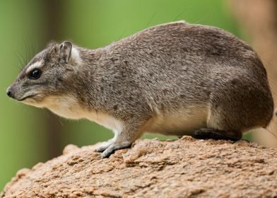 yellow spotted rock hyrax 