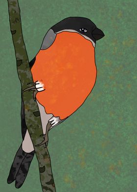 bullfinch