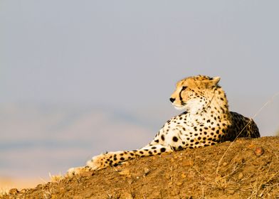 cheetah Acinonyx jubatus