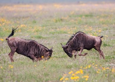 two male Blue Wildebeest 