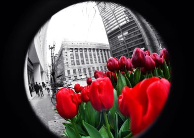 Tulips Street