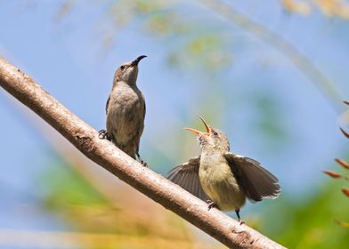 Female Palestine Sunbird 