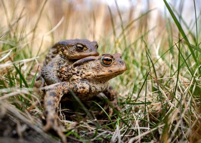 Intimate (Common toad)