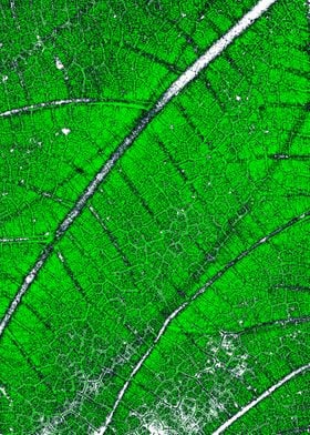 Green leaf string map