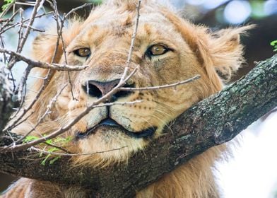 Lioness Panthera leo tree