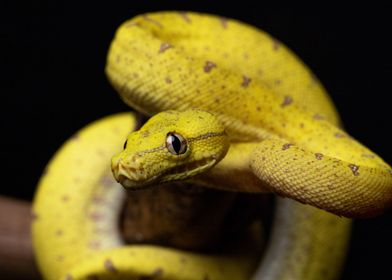 Coiled (Green tree python)