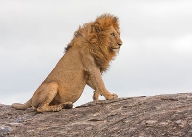 lion Panthera leo portrait