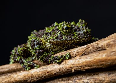 Waiting (Mossy frog)