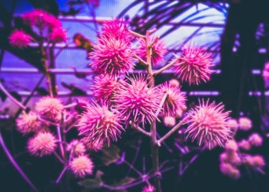 Purple buds in dark scene