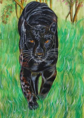 Panther in Wild