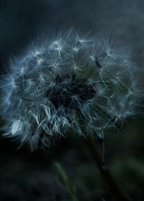 dandelion