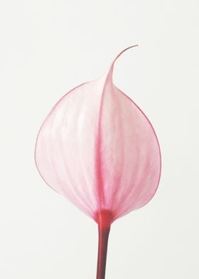 Pink Calla Lily II