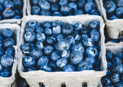 Punnets of Blueberries