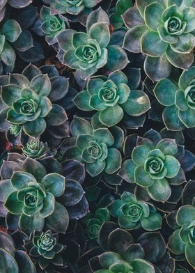 Succulents Everywhere