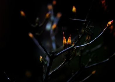 Orange flower buds