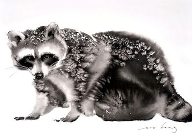 Baby Raccoon