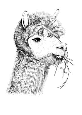 Portrait of llama