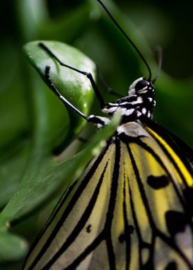 Resting Swallowtail