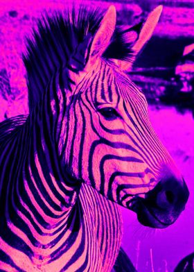 Zebra pop 6