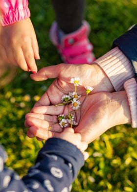 Collection of daisies