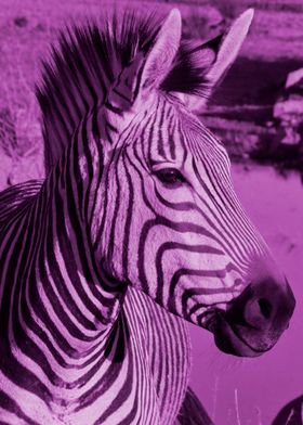 Zebra pop 5