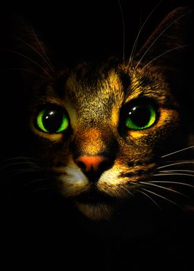 The cat in darkness