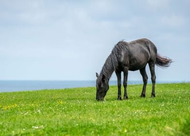 Wild black horse