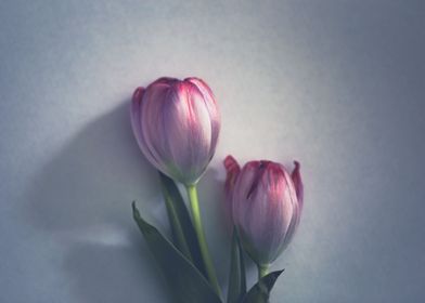 Gentle tulip