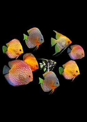 Discus Fish