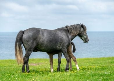 Wild Horses